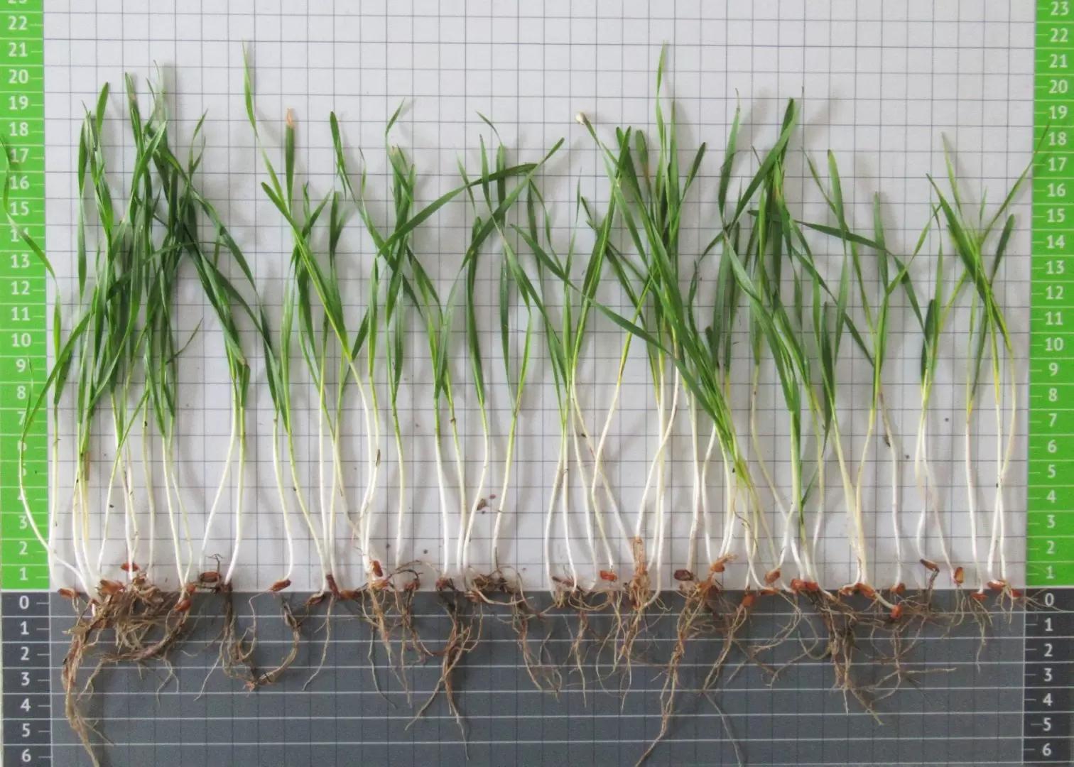 Комплексный анализ озимых зерновых культур