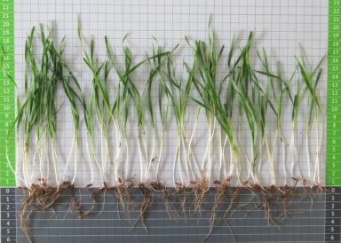 Комплексный анализ озимых зерновых культур