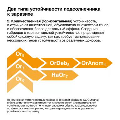 🌻 Механизм сопротивления к заразихе