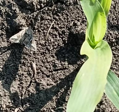 НАСЕКОМЫЕ-ВРЕДИТЕЛИ НА КУКУРУЗЕ И КАК С НИМИ БОРОТЬСЯ