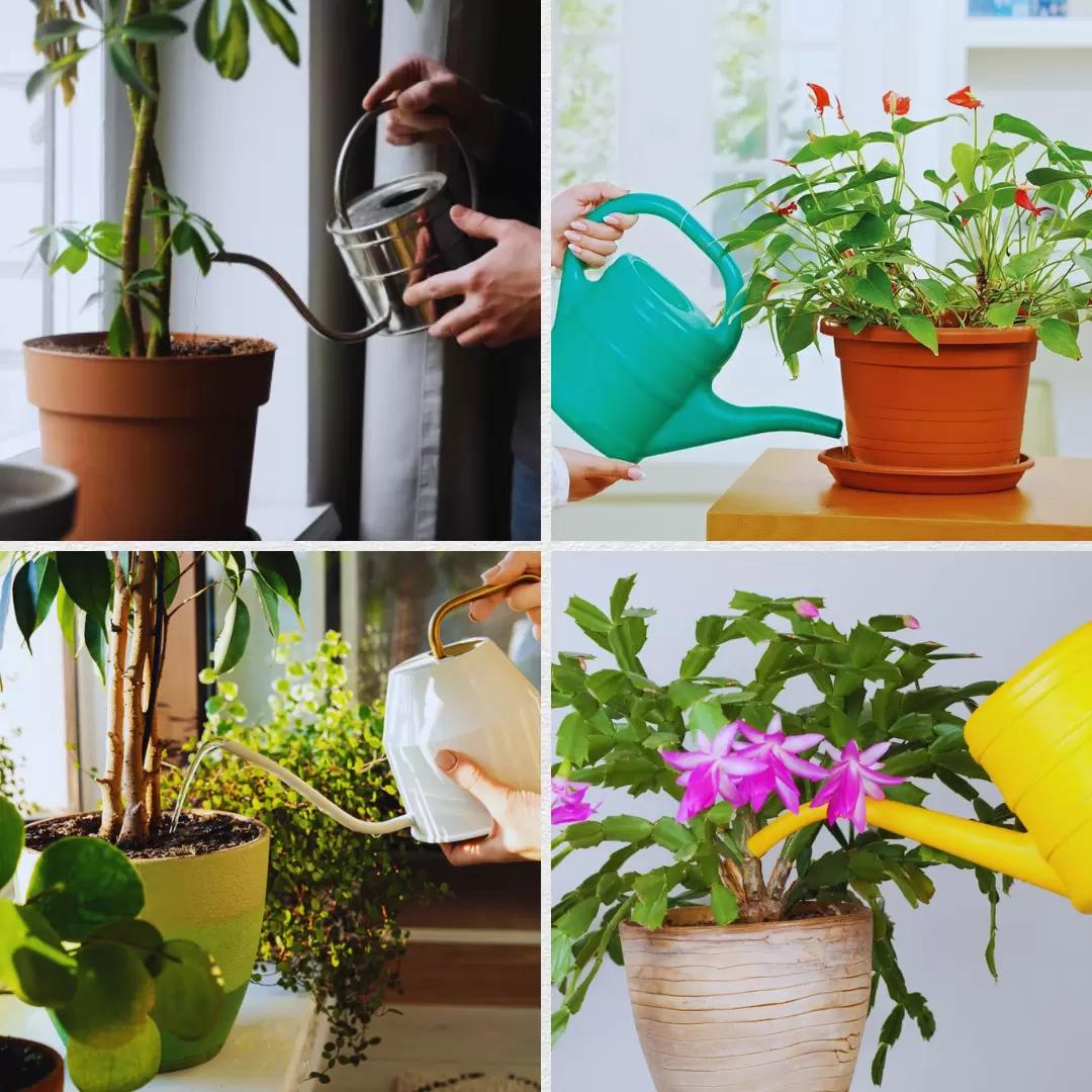 Полив комнатных растений зимой