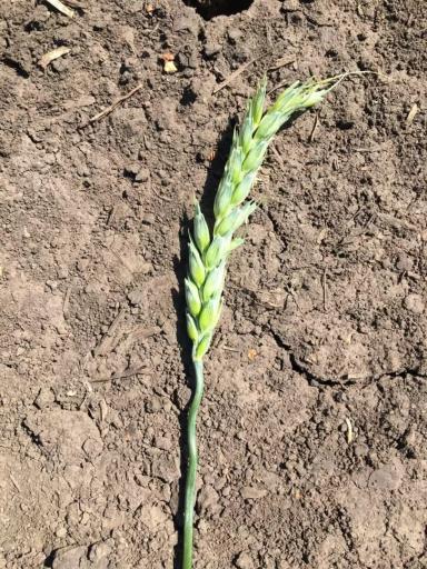 Растрепанный колос пшеницы 