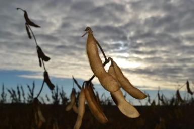 Соевый День поля: часть победителей определена.