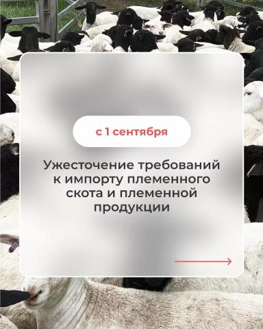 Последние новости: импорт племенного скота 🐏