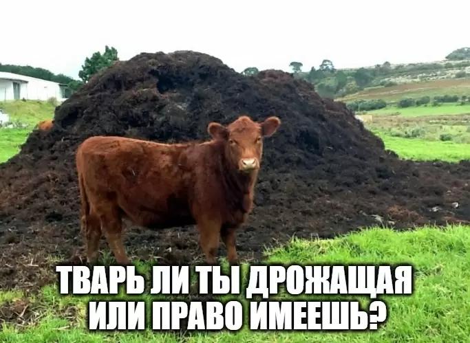 Аграрии получили право использовать навоз и помет в сельхозпроизводстве