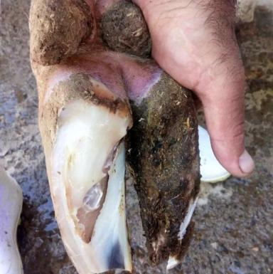 Как лечить ламинит у коров?