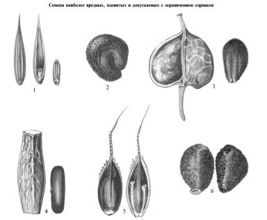 ГОСТ 12037-81 Чистота семян