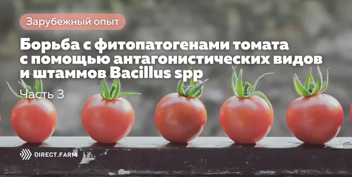 Борьба с болезнями томата с помощью Bacillus spp. Часть 3