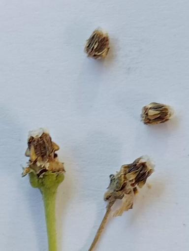 Ваточник сирийский.