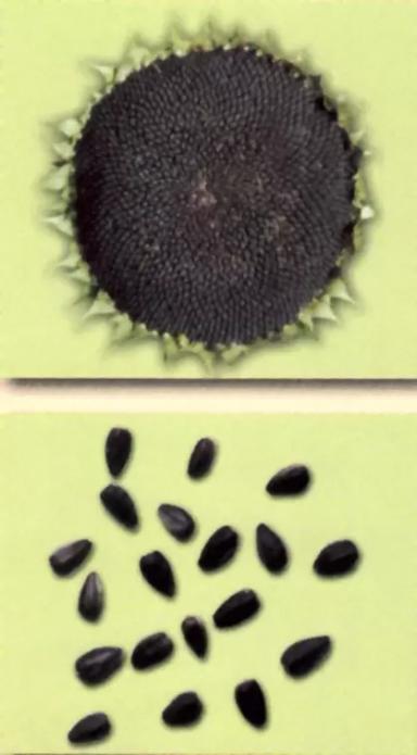 Скороспелый 87