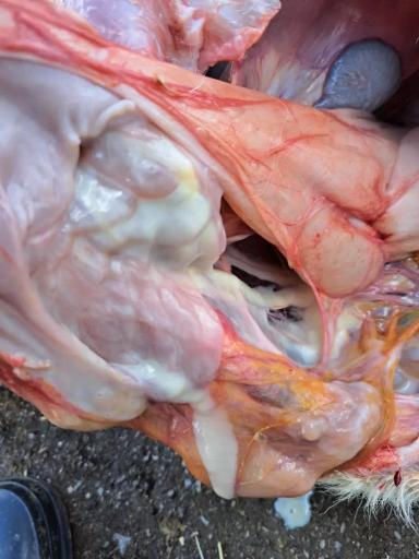 Помогите поставить диагноз от чего пал