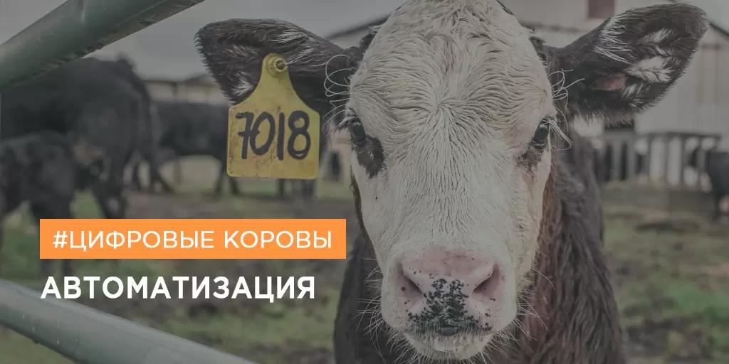 В Алтайском крае оцифровали КРС. Как и зачем?