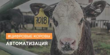 В Алтайском крае оцифровали КРС. Как и зачем?