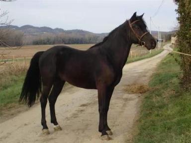 Берберийская порода