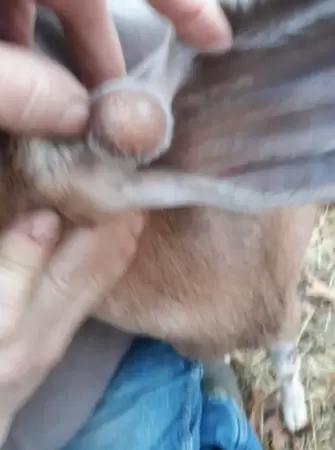 Вопросы из чатов: отчего у козы на ухе нарост?