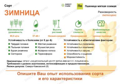 Зимница сорт мягкой озимой пшеницы