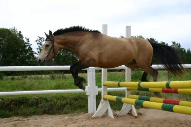 Эстонская порода лошадей (клеппер)