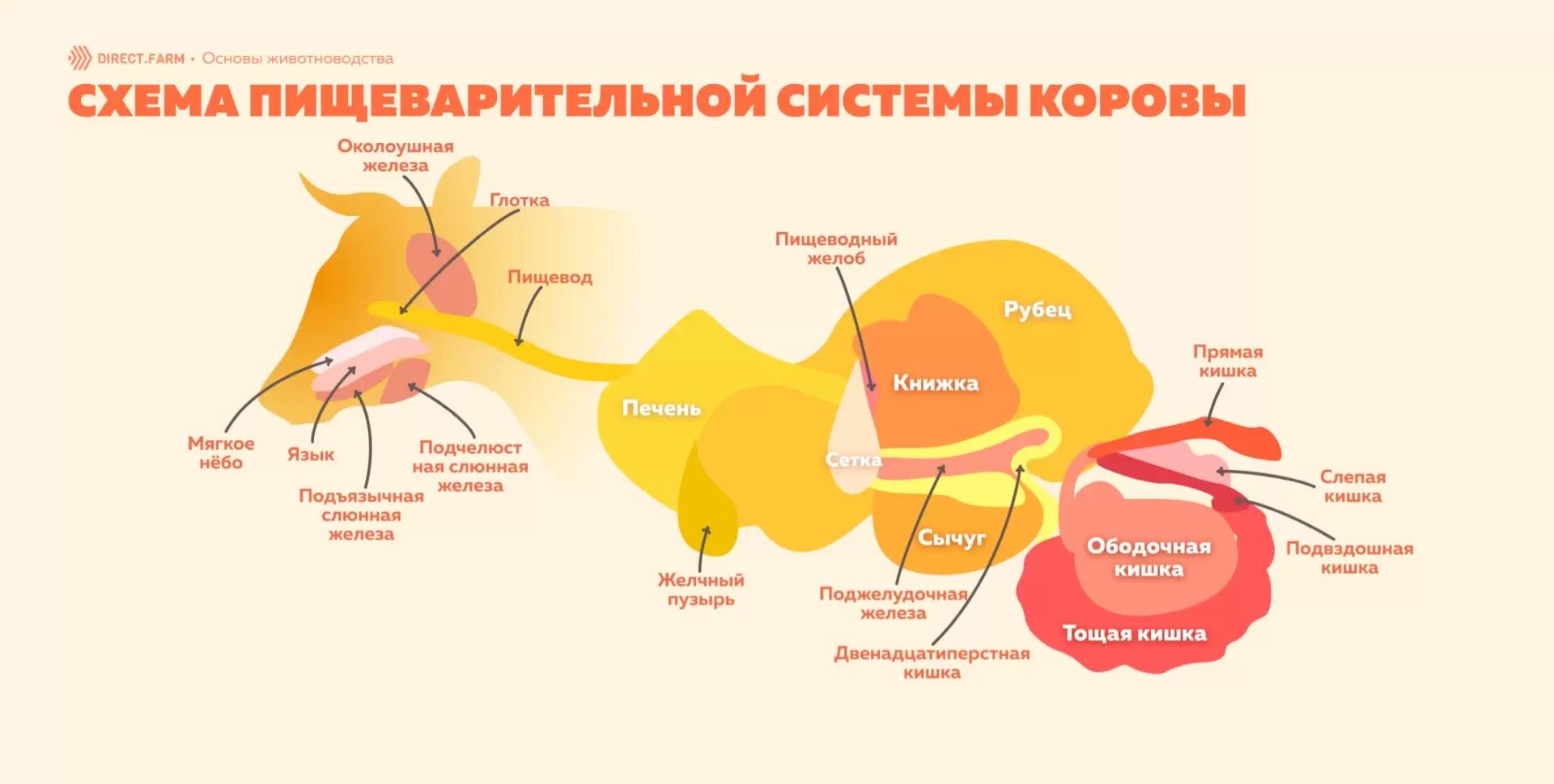 Пищеварительная система жвачных