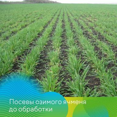 Вести с полей. Татарстан