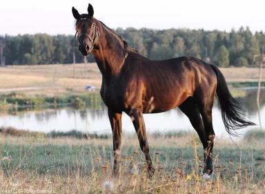 Тракененская порода лошадей