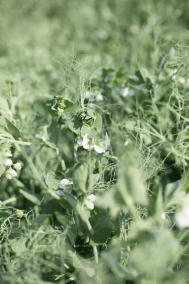 ТИП (TIP) сорт зернового гороха