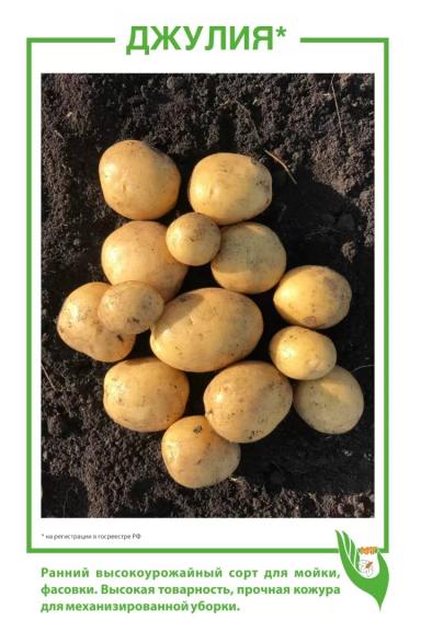 Джулия картофель
