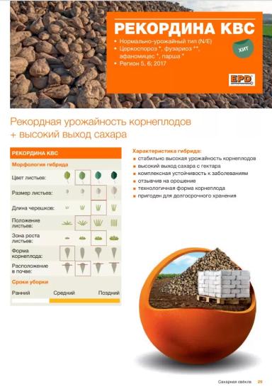 Рекордина  КВС (RECORDINA KWS) гибрид сахарной свеклы
