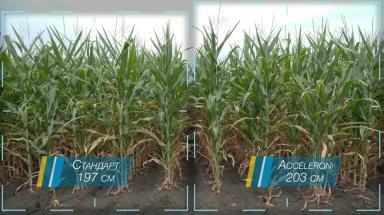 Посев кукурузы