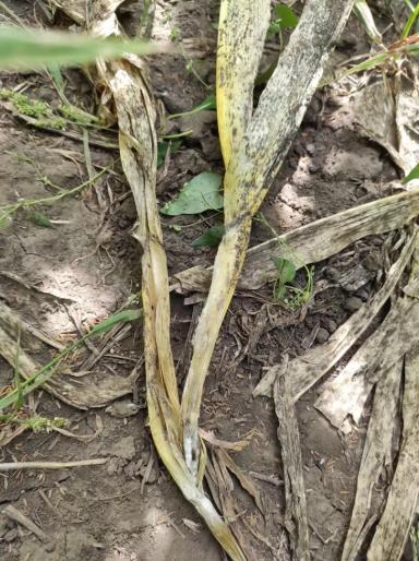 Деструкторы стерни: эффективность биопрепаратов компании BIONA