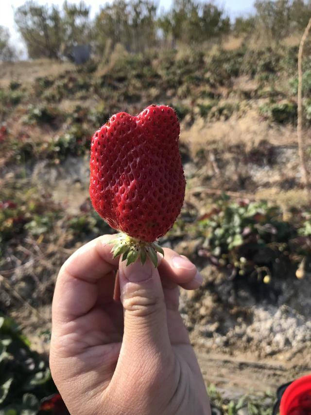 Клубника сладкая 