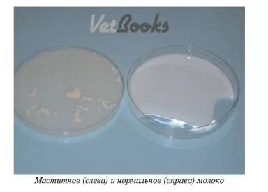 Харвуд – "Ветеринарное руководство по здоровью и благополучию коз". Гл. 16