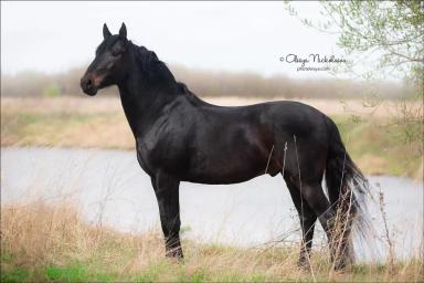 Кабардинская порода лошадей