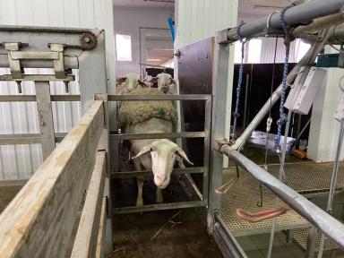 Продаются молочные овцы лакон