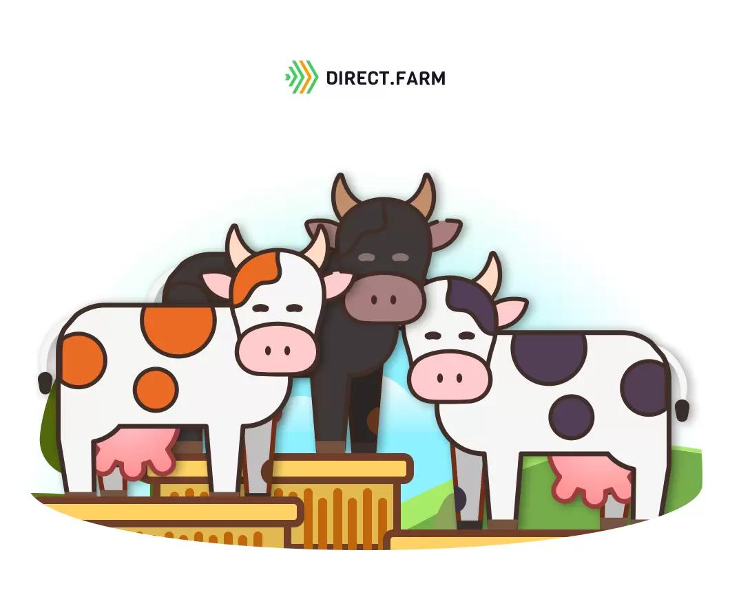 Как подготовить корову к участию в выставке? 