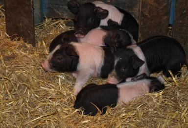 Пржезлетицкая черно-пегая порода свиней