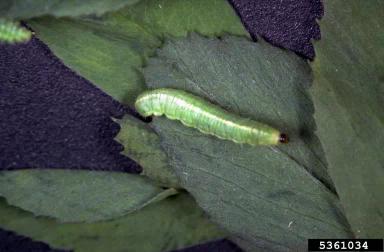 Листовой люцерновый долгоносик