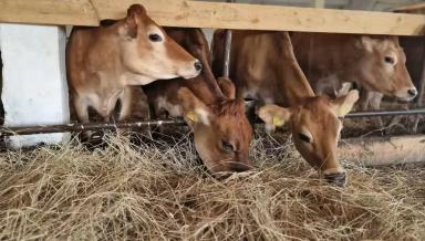 Нетели джерсейской породы