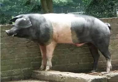 Ангельнская (англерская) порода свиней