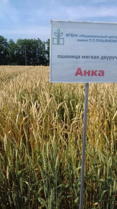 Анка сорт мягкой озимой пшеницы