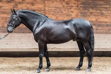 Кладрубская порода 