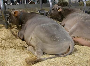 Brune (French Brown)