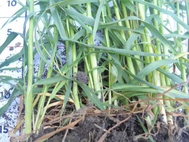 Осмотр полей.Теучежский р-он, г. Адыгейск , р. Адыгея.