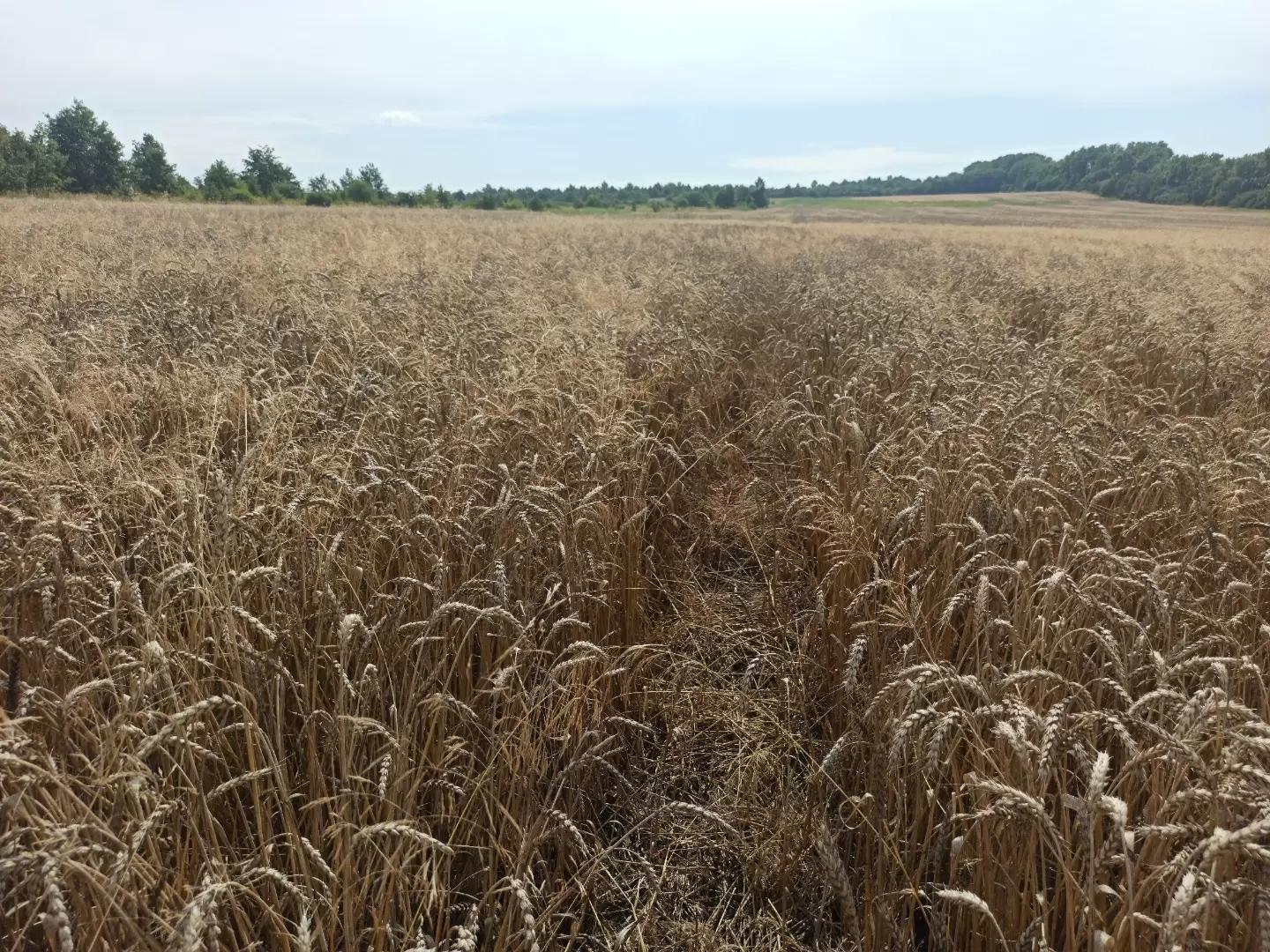 Как перепутать Аксакал с Аксиалом и получить урожай метлицы?