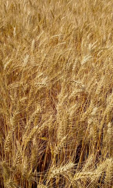 Альбирео сорт мягкой озимой пшеницы