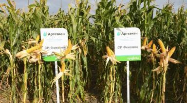 СИ Феномен - гибрид кукурузы ( Zea mays L.).