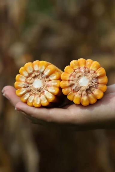 Маркамо - гибрид кукурузы зерновой (Zea mays L.).