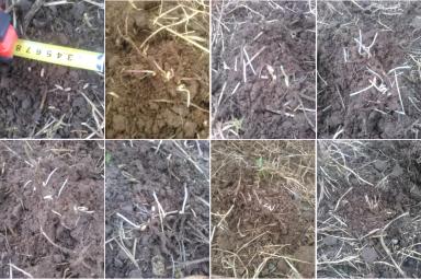 Метод предпосевной обработки семян оптическим когерентным излучением