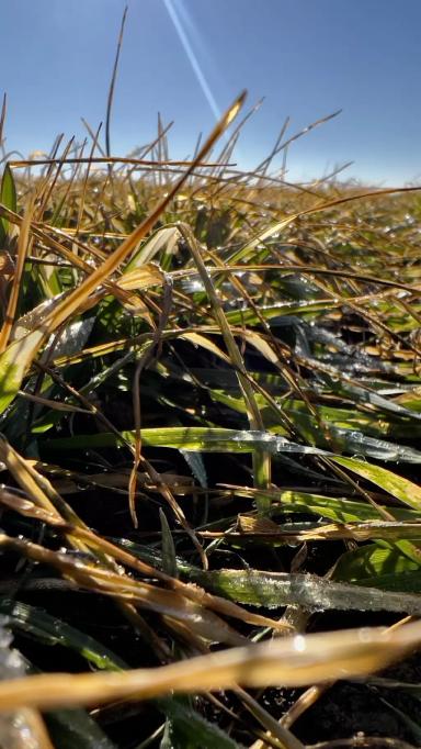 Ситуация на полях