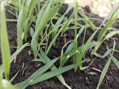 Что с ячменем ?