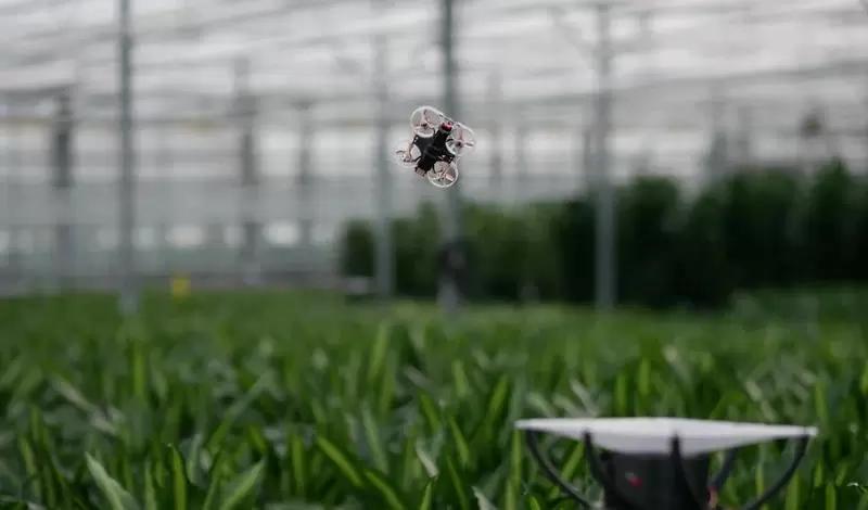 В Нидерландах создали крошечного дрона для охоты на насекомых в теплицах